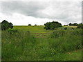 Alfrick - grassland opposite Crews Hill Court