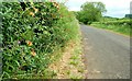 The Rathmore Road near Antrim