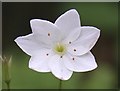 Chickweed Wintergreen (Trientalis europaea)