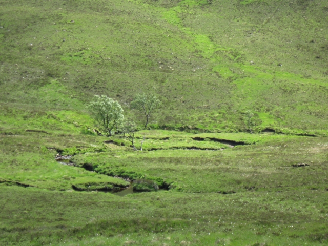 Trees & course of headwaters of An t-Suileag