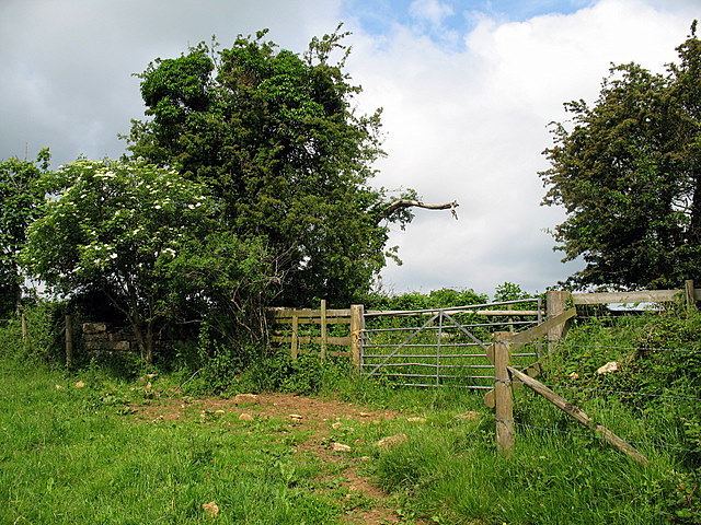 Elderflower by the gate