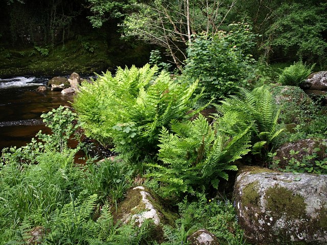 Royal Fern by the Dart © Derek Harper :: Geograph Britain and Ireland