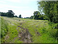 Hay field behind Weston Hall