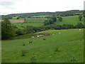 Sheep grazing on the mountainside