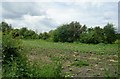 Rhubarb Field - Carlton Lane