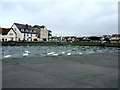 Swans on the Boating Lake