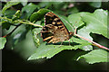 Speckled Wood basking