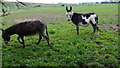 Donkeys near Great Haywood