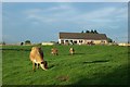 Jersey Cows at Charlottes Ice Cream Parlour, Whitley