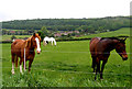 Horses at Alfriston, East Sussex