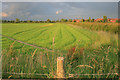 Field by Potters Lane, Draycott