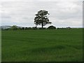 Field near Cleghorn