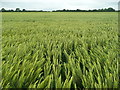 Windswept barley