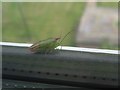 Strange little fellow on my window ledge