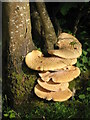 NY7163 : Bracket fungus by Mike Quinn