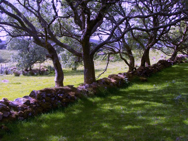 Stone wall and willow