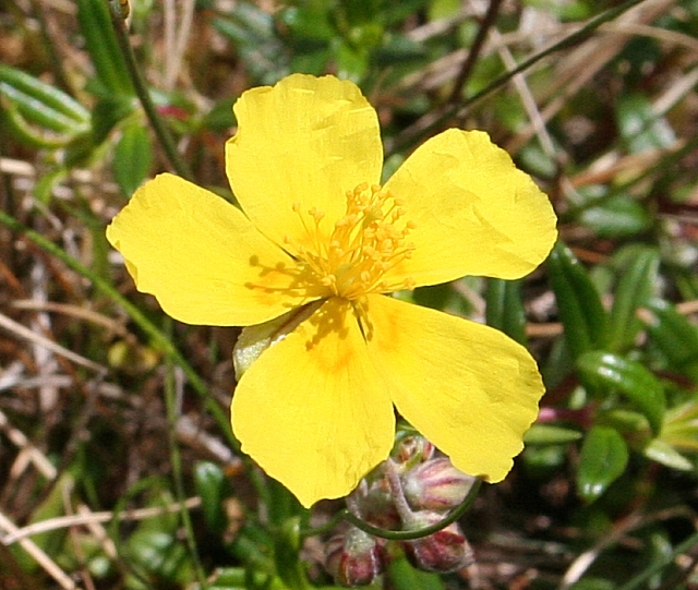 Common Rock-rose (Helianthemum... © Anne Burgess :: Geograph Britain ...