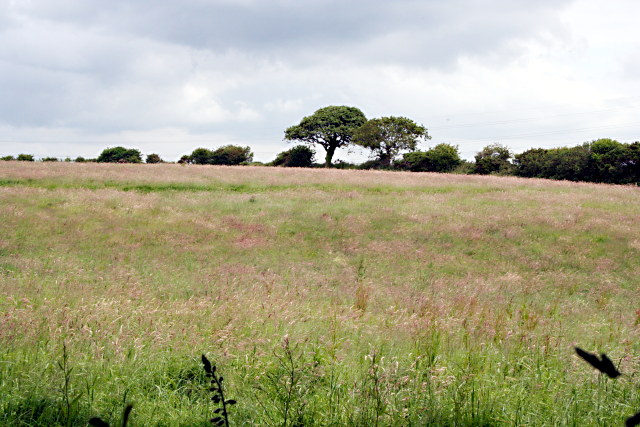 Field of long grass