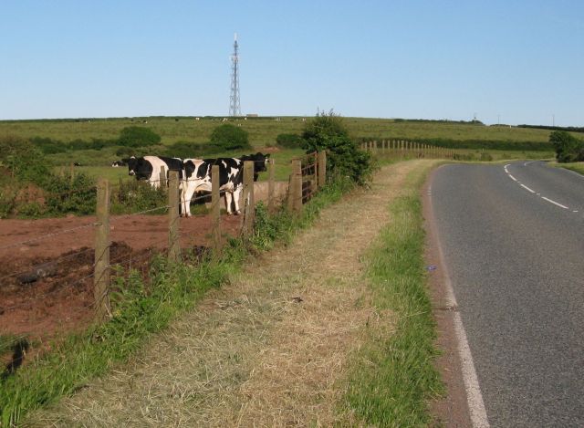 Cows drinking from a trough next to the road