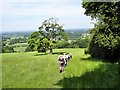 Roe Park below Quarry Wood