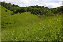 TQ1751 : Common Spotted Orchids on Box Hill by Ian Capper