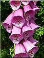 Foxglove Bells