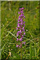 TQ2252 : Fragrant Orchid (Gymnadenia conopsea) by Ian Capper