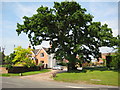 Oak tree in Flyford Flavell