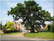 SO9755 : Oak tree in Flyford Flavell by Philip Halling