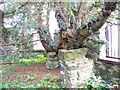 The Fortingall Yew