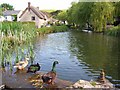 The mill pond, Sutton Poyntz