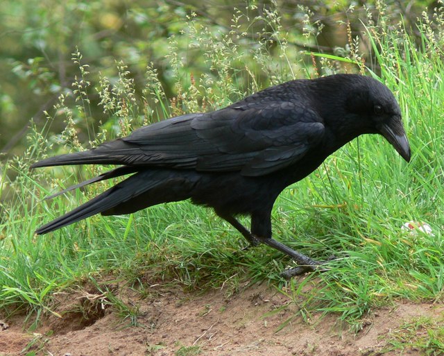 Crow at Kinver Edge © Mat Fascione :: Geograph Britain and Ireland