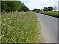 Grassy verge, Cobb