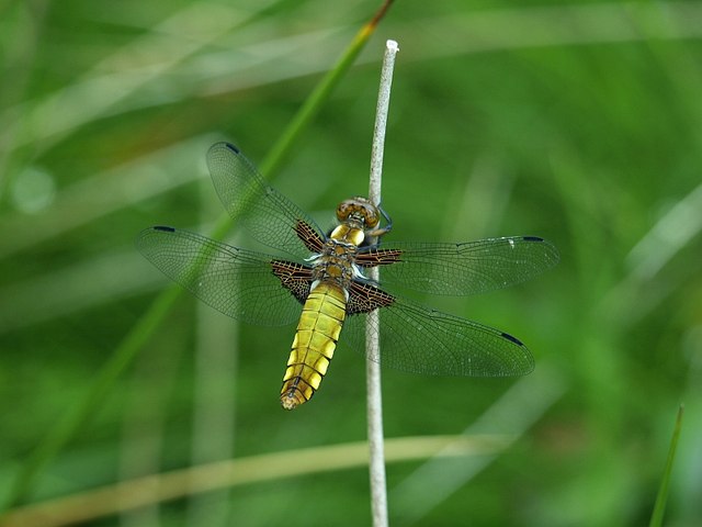 Dragonfly, Smallacoombe Downs