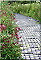 Marsh cinquefoil on Rhos Wdig/Goodwick Moor