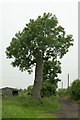 Oak tree, Broadings Lane