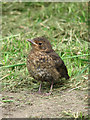 Blackbird (Turdus merula)