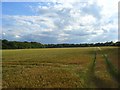 Barley, Cookham