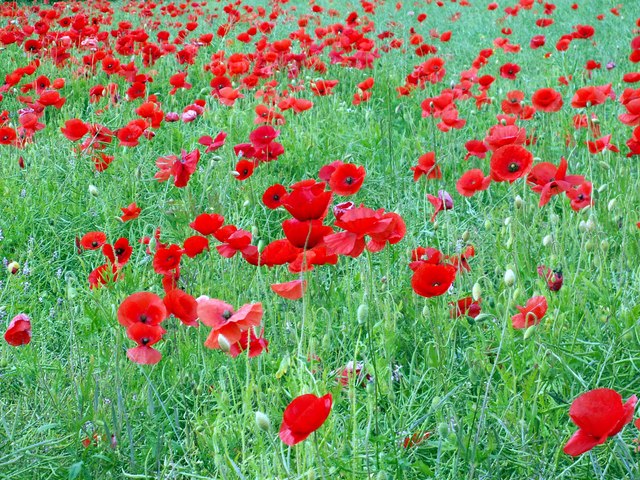 Field of Poppies © John Fielding :: Geograph Britain and Ireland