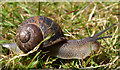 Common Snail on lawn