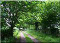 Tree-lined track to Brindley Cottage