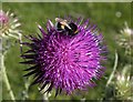 SX9152 : Bee on thistle by Derek Harper