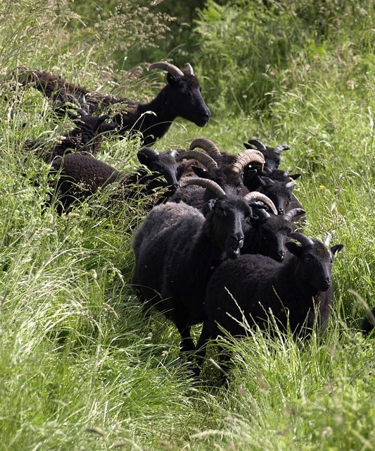 Black sheep, South West Coast Path