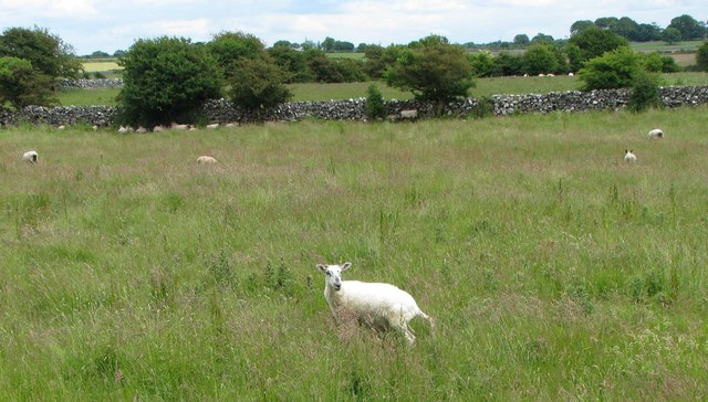 Sheep grazing in field enclosed by drystone dykes