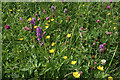 Potwell Dyke Grasslands