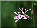 Ragged Robin, Potwell Dyke Grasslands