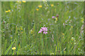 Potwell Dyke Grasslands, Ragged Robin