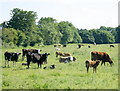 2008 : Herd with calves near South Wraxall