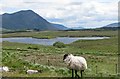 L8059 : Sheep grazing with Loch na CarraigÃ­n in the background by C Michael Hogan