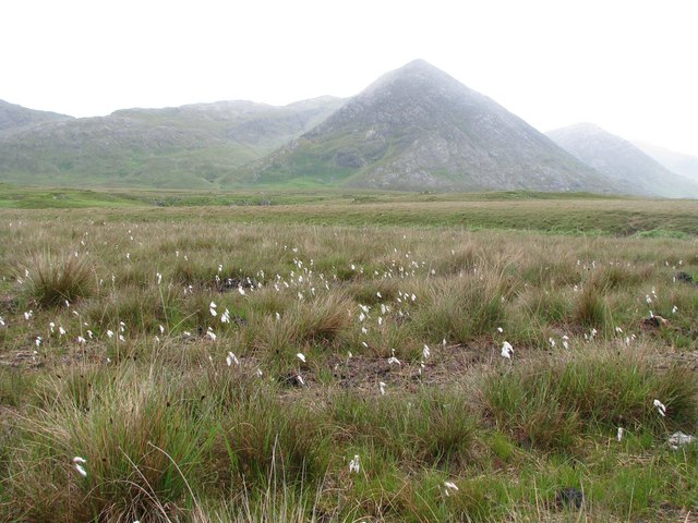 Grazing land with cotton grass admixed